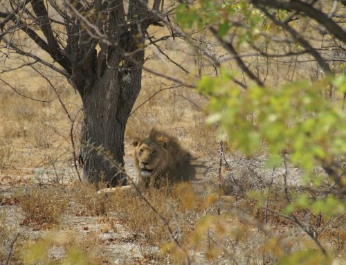 Voyage de noces Namibie