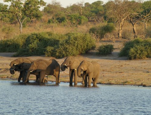 Voyage de noces Botswana