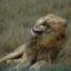 Lion en Afrique du Sud
