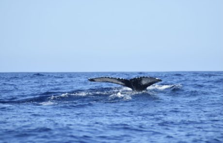 Açores
