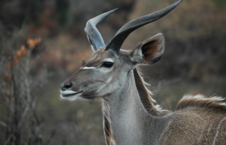 Afrique du Sud
